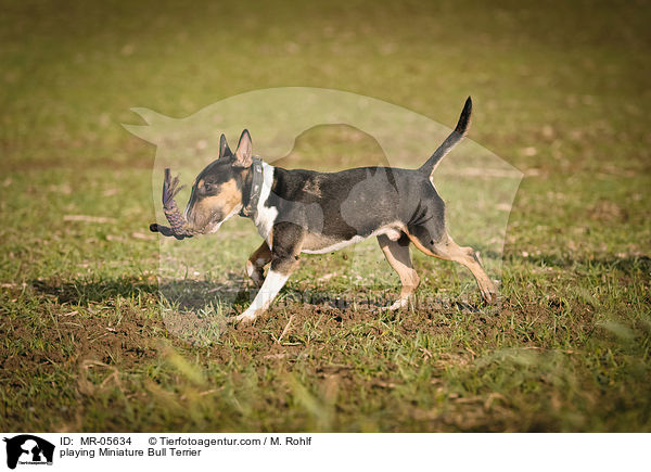 spielender Miniatur Bullterrier / playing Miniature Bull Terrier / MR-05634