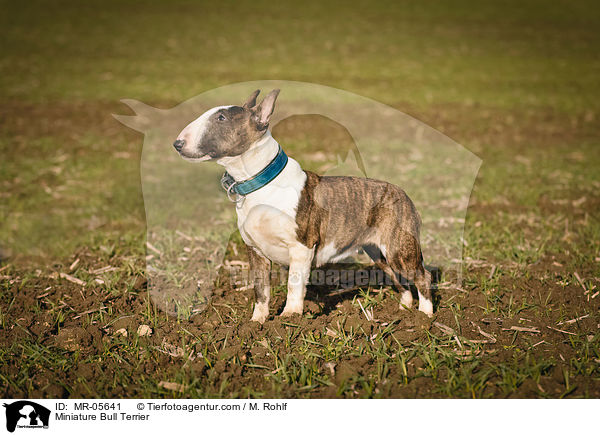 Miniature Bull Terrier / MR-05641