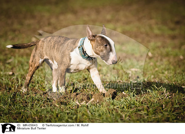 Miniature Bull Terrier / MR-05643