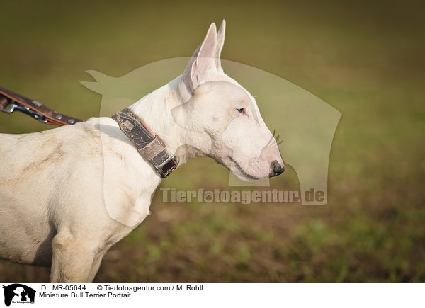 Miniature Bull Terrier Portrait / MR-05644