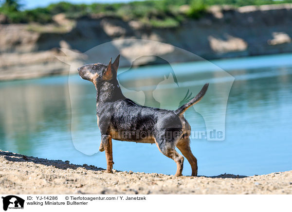 walking Miniature Bullterrier / YJ-14286