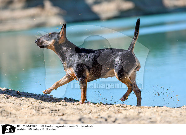 walking Miniature Bullterrier / YJ-14287