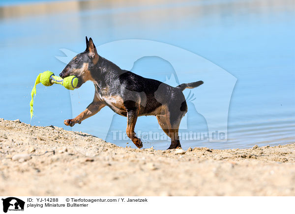 playing Miniature Bullterrier / YJ-14288