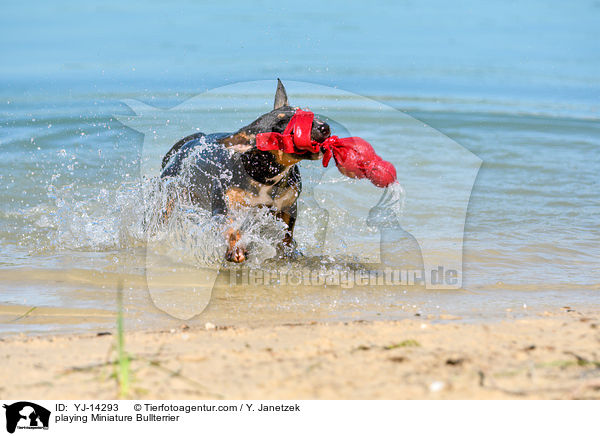 playing Miniature Bullterrier / YJ-14293