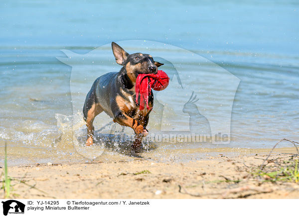 playing Miniature Bullterrier / YJ-14295