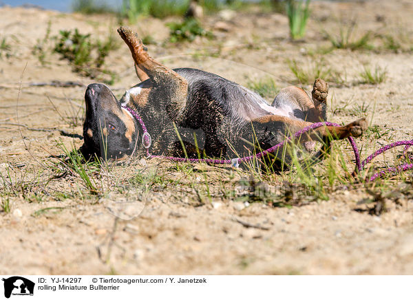 rolling Miniature Bullterrier / YJ-14297