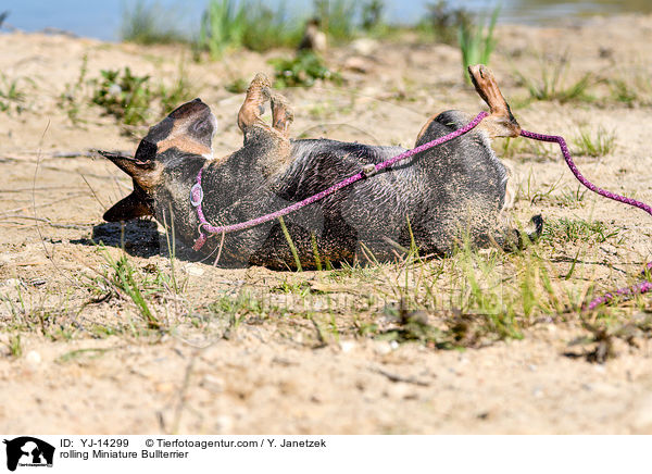 rolling Miniature Bullterrier / YJ-14299