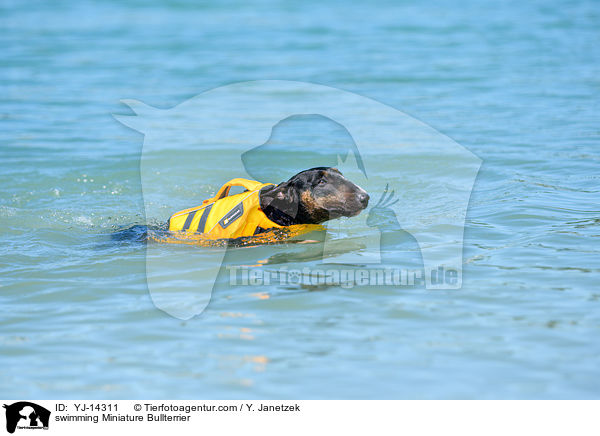 swimming Miniature Bullterrier / YJ-14311