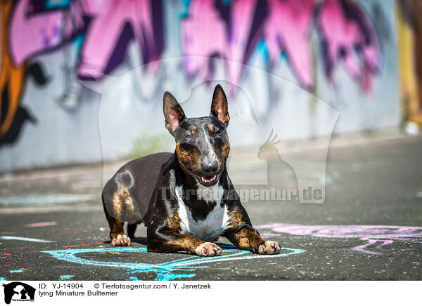 lying Miniature Bullterrier / YJ-14904