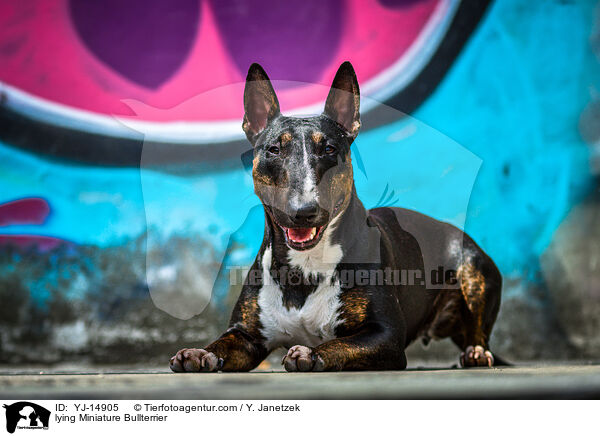 lying Miniature Bullterrier / YJ-14905