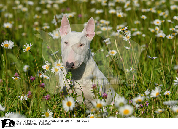 sitting Miniature Bullterrier / YJ-14907