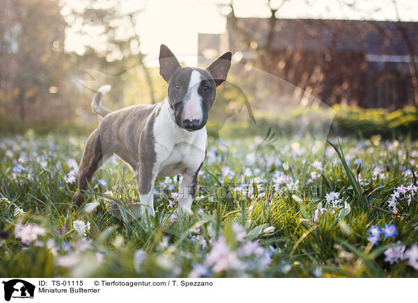 Miniatur Bullterrier / Miniature Bullterrier / TS-01115