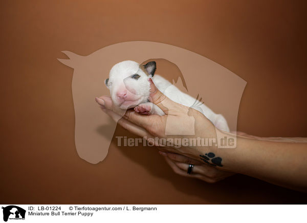 Miniatur Bullterrier Welpe / Miniature Bull Terrier Puppy / LB-01224