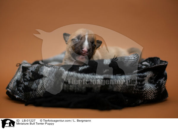 Miniatur Bullterrier Welpe / Miniature Bull Terrier Puppy / LB-01227
