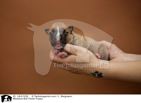Miniatur Bullterrier Welpe / Miniature Bull Terrier Puppy / LB-01228