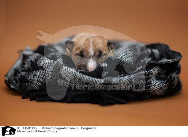 Miniatur Bullterrier Welpe / Miniature Bull Terrier Puppy / LB-01229
