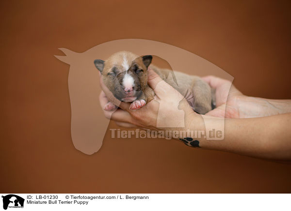 Miniatur Bullterrier Welpe / Miniature Bull Terrier Puppy / LB-01230