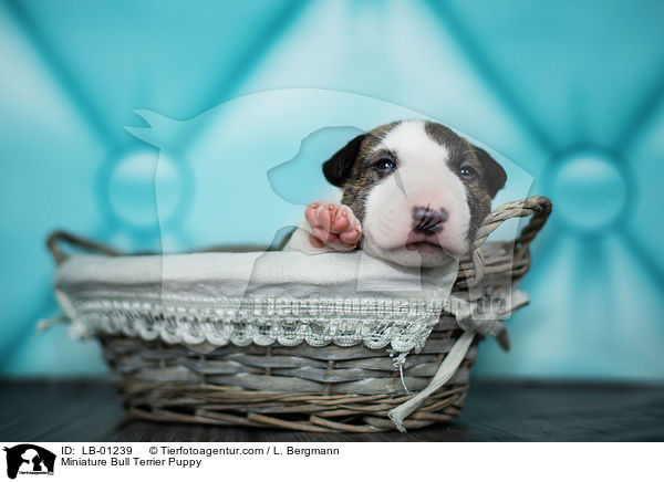 Miniature Bull Terrier Puppy / LB-01239