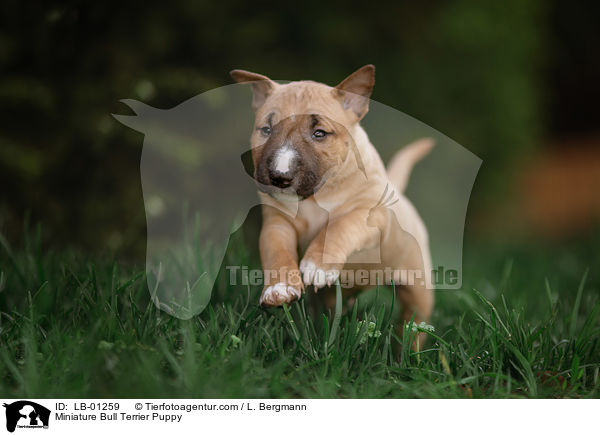 Miniatur Bullterrier Welpe / Miniature Bull Terrier Puppy / LB-01259