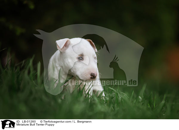 Miniatur Bullterrier Welpe / Miniature Bull Terrier Puppy / LB-01260