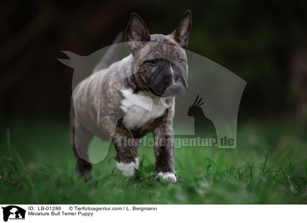 Miniatur Bullterrier Welpe / Miniature Bull Terrier Puppy / LB-01286