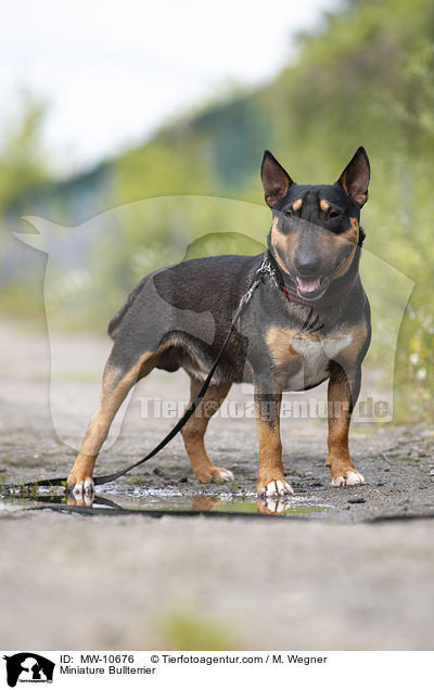 Miniatur Bullterrier / Miniature Bullterrier / MW-10676