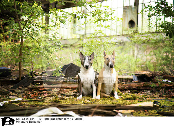 Miniatur Bullterrier / Miniature Bullterrier / SZ-01184