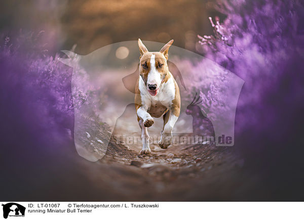 rennender Miniatur Bullterrier / running Miniatur Bull Terrier / LT-01067