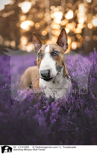 stehender Miniatur Bullterrier / standing Miniatur Bull Terrier / LT-01069