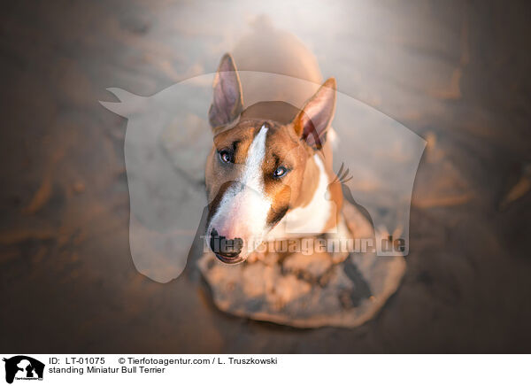 standing Miniatur Bull Terrier / LT-01075