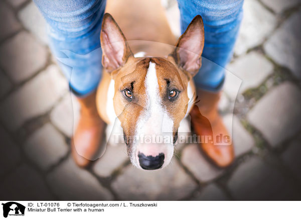 Miniatur Bullterrier mit Mensch / Miniatur Bull Terrier with a human / LT-01076