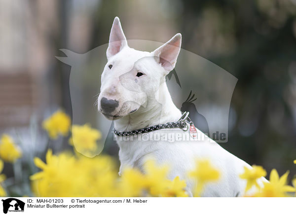 Miniatur Bullterrier Portrait / Miniatur Bullterrier portrait / MAH-01203