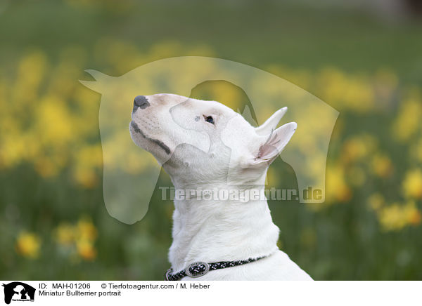 Miniatur Bullterrier Portrait / Miniatur Bullterrier portrait / MAH-01206