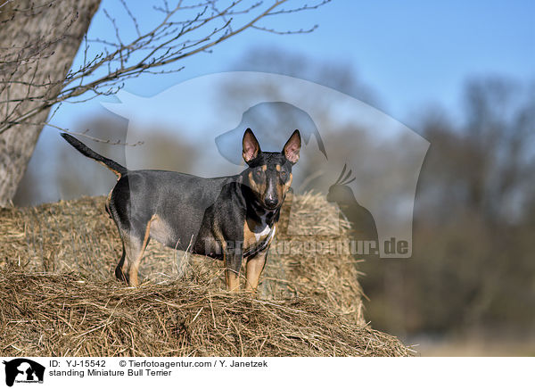 stehender Miniatur Bullterrier / standing Miniature Bull Terrier / YJ-15542