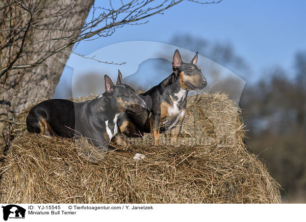 Miniatur Bullterrier / Miniature Bull Terrier / YJ-15545