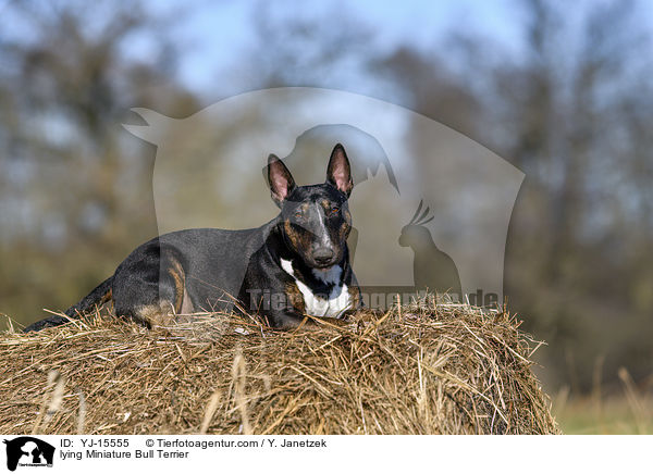 liegender Miniatur Bullterrier / lying Miniature Bull Terrier / YJ-15555