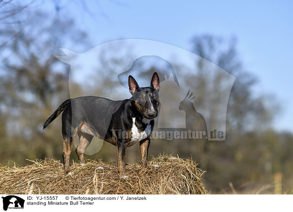 stehender Miniatur Bullterrier / standing Miniature Bull Terrier / YJ-15557