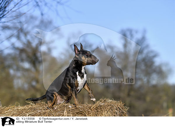 sitzender Miniatur Bullterrier / sitting Miniature Bull Terrier / YJ-15558