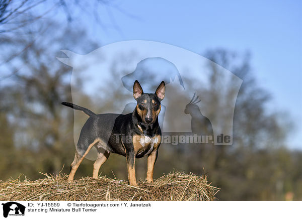 stehender Miniatur Bullterrier / standing Miniature Bull Terrier / YJ-15559