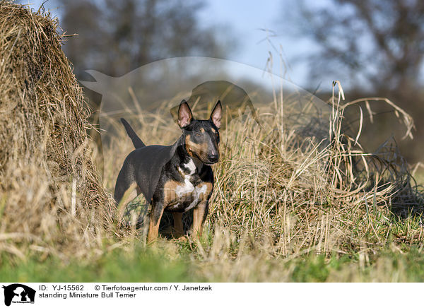 stehender Miniatur Bullterrier / standing Miniature Bull Terrier / YJ-15562