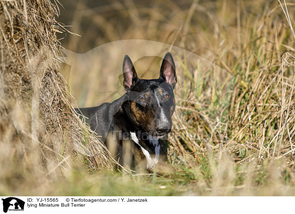 liegender Miniatur Bullterrier / lying Miniature Bull Terrier / YJ-15565