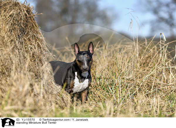 stehender Miniatur Bullterrier / standing Miniature Bull Terrier / YJ-15570