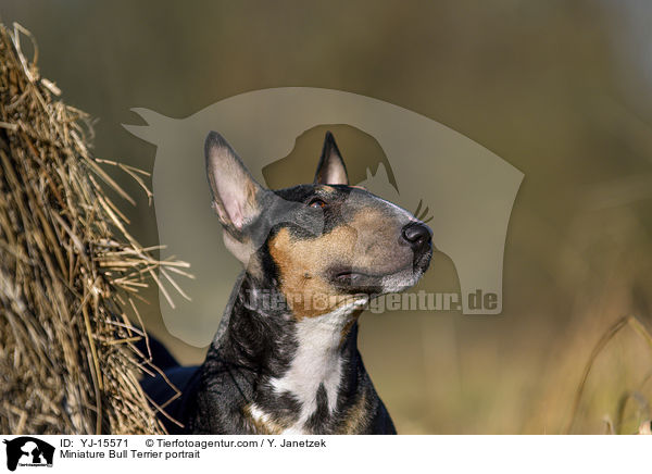 Miniatur Bullterrier Portrait / Miniature Bull Terrier portrait / YJ-15571