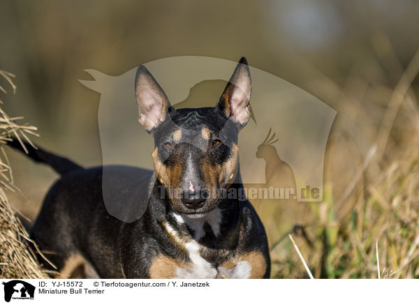 Miniatur Bullterrier / Miniature Bull Terrier / YJ-15572