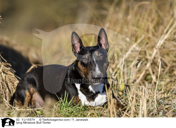 liegender Miniatur Bullterrier / lying Miniature Bull Terrier / YJ-15574