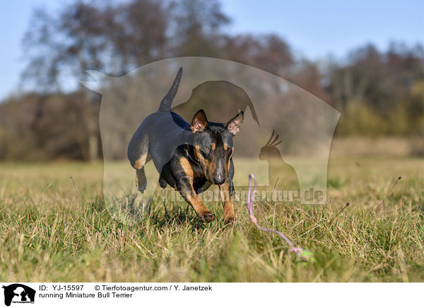 rennender Miniatur Bullterrier / running Miniature Bull Terrier / YJ-15597