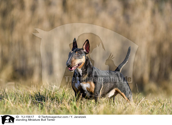 stehender Miniatur Bullterrier / standing Miniature Bull Terrier / YJ-15617