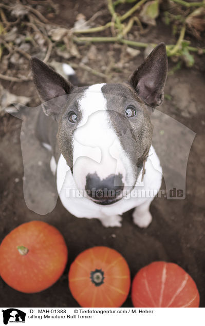 sitzender Miniatur Bullterrier / sitting Miniature Bull Terrier / MAH-01388