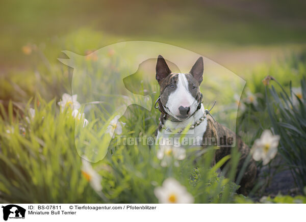 Miniatur Bullterrier / Miniature Bull Terrier / BS-07811