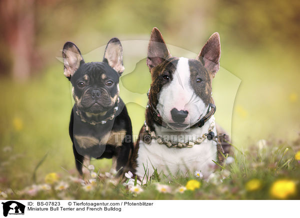 Miniatur Bullterrier und Franzsische Bulldogge / Miniature Bull Terrier and French Bulldog / BS-07823
